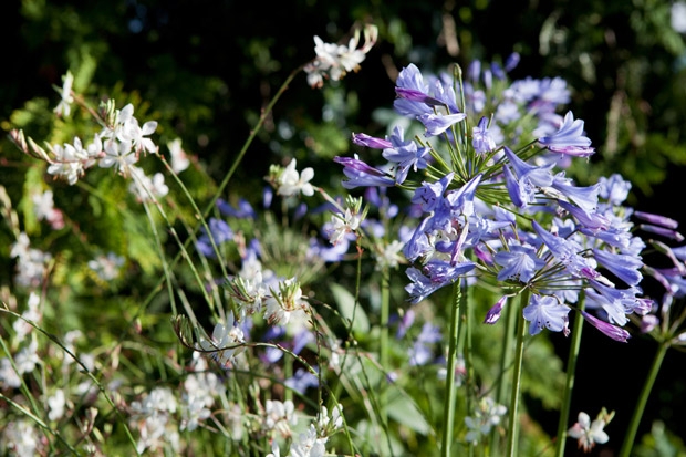 Wildblumen / Gartenbau Maltzahn - Pflanzungen von Stauden und Gehölzen im Großraum Schwerin