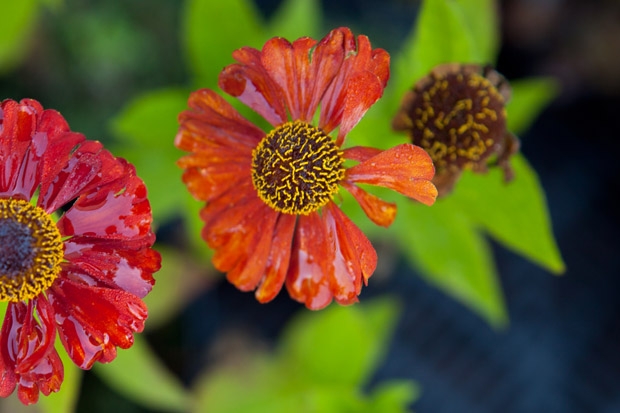 Gartenbau Maltzahn - Pflanzungen von Stauden und Gehölzen im Großraum Schwerin