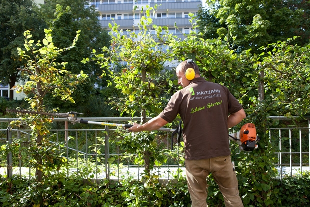 Schnitt von Obstbäumen, Hecken und Rosen / Gartenbau Maltzahn - Gartenpflege im Großraum Schwerin