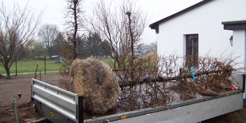 Solitärgehölz Buche 