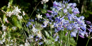 Wildblumen / Gartenbau Maltzahn - Pflanzungen von Stauden und Gehölzen im Großraum Schwerin