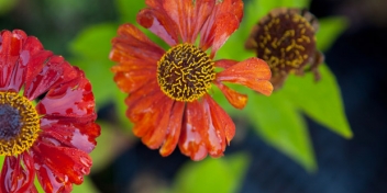 Gartenbau Maltzahn - Pflanzungen von Stauden und Gehölzen im Großraum Schwerin