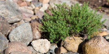 Steingarten / Gartenbau Maltzahn - Pflanzungen von Stauden und Gehölzen im Großraum Schwerin