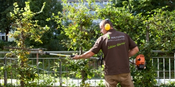 Schnitt von Obstbäumen, Hecken und Rosen / Gartenbau Maltzahn - Gartenpflege im Großraum Schwerin